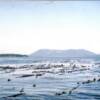Kelp reef where we harvest