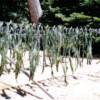 Kelp outside drying 2002