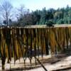 wet kelp hanging to dry