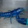 rare blue lobster found in Nova Scotia
