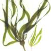 Adult and baby kelp (Nereocystis leutkeana)