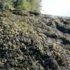 Bladderwrack at  mid tide