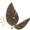 Kombu (Laminaria spp.)