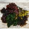 different colour wild edible
seaweed