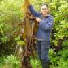 Kombu sugar kelp (lamanaria saccharina) 2011