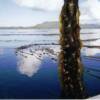 kelp reef and kelp close up