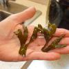 BLADDERWRACK WHOLE LEAF (rehydrated)